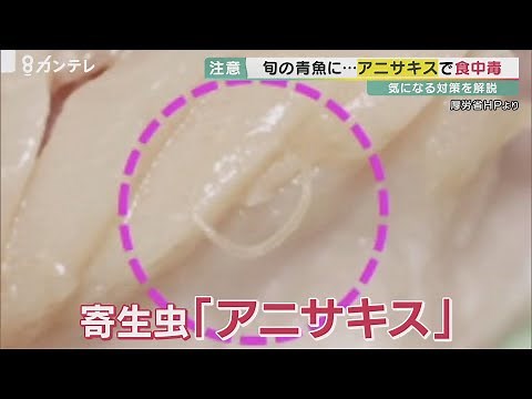 強い腹痛をもたらす「アニサキス」 対策は？ サバやアジ、イカなどの刺身に要注意 釣った魚を食べる時は