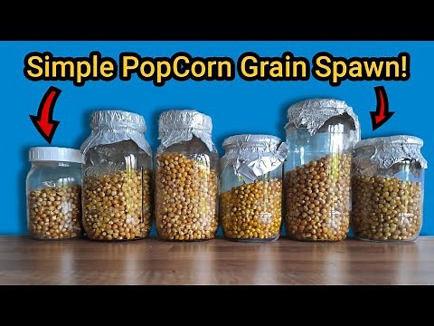How to Make Popcorn Grain Spawn - No Nonsense Preparation.