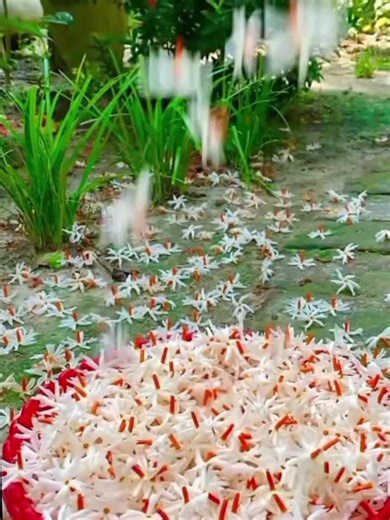 TrraNova Green Foundation