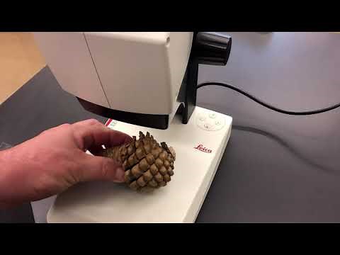 How to use a Dissection Microscope