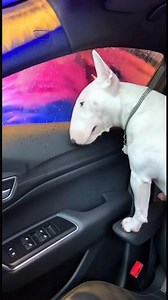 Car Wash Fails Gone Wrong 😆