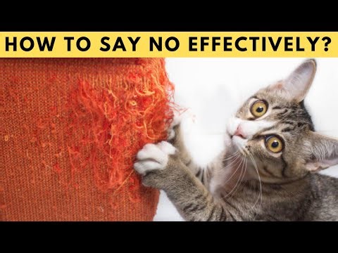 How to Say NO to Your Cat (And Make Them Listen!)