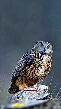 Peregrine falcon attacks owl.. it's biggest mistake. #owl #falcon