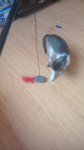 Chopperventuras on TikTok