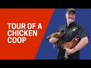 A tour of a chicken coop at Cackle Hatchery