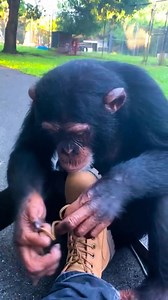 Limbanis ability to mimic behaviors continues to impress me. | Freya