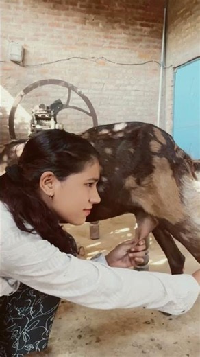#caw #cow #feedshorts #animals #trendingshorts #trendingshorts #suggestion #viral #cute #farming 😛