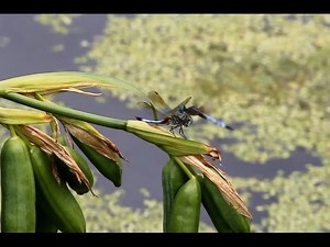 Blue Dasher Dragonflies Fight