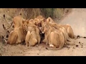 Huge Pride of Lions Eat Wildebeest on the Road