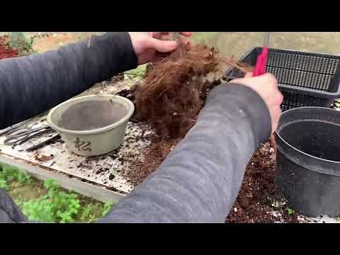 How to repot a bonsai tree?