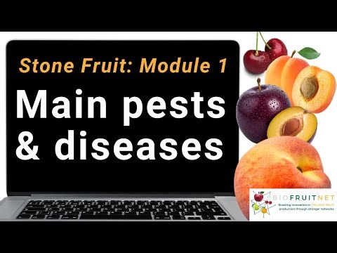Stone fruit module 1: Main pests and diseases