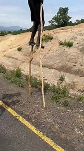 Meet Ethiopia's Stilt Walking Tribe. Follow us@ African Report files . Please support by Subscribing to our YouTube Channel@ African Report Files TV👇🏿 Link: https://youtu.be/oHR8Wm3Eibo | African Report files