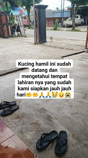 1.4M views · 38K reactions | Kucing hamil ini sudah datang dan sudah...