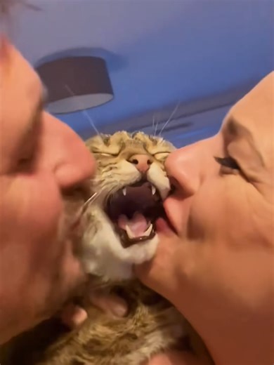 Cats Experiencing Human Love: A Heartwarming Compilation