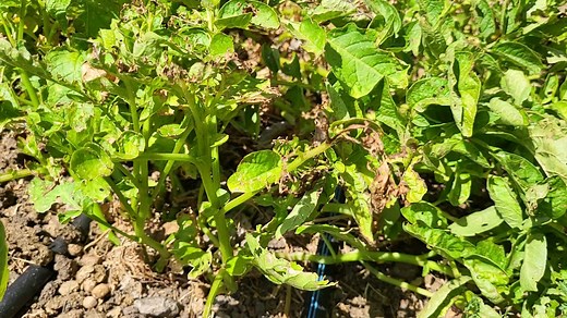 1.3K views · 28 reactions | 2023 collecting all of our seed potatoes, we grew of purple Vikings about a 70 ft row just to collect for the following year to have a lot of seed potatoes. this particular potato at times is hard to come by, so we grow our own seed. #potatofield #potato #potatofields #summer #agriculture #potatoes #field #farming #agriculturelife #farmlife #nature #potatofarming #organic #seedpotatoes | Lil Patch Of Heaven | Facebook