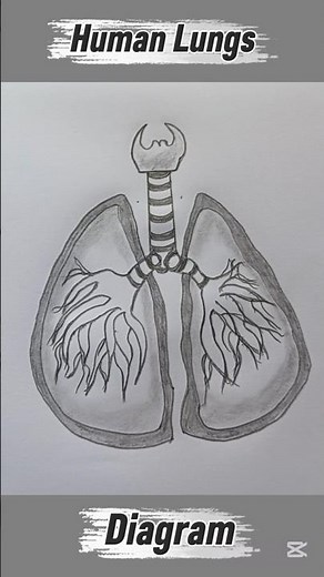 How To Draw Human Lungs || Step by Step
