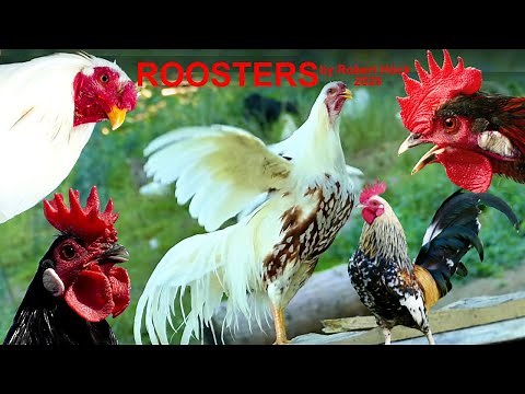THE BIG ROOSTERS CROWING COMPILATION with Ayam Serama, Bantam, Cemani, Polish and Yokohama chicken