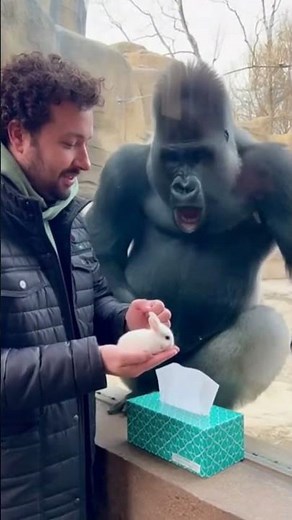 Gorilla's Mind BLOWN by Magic Trick! 🤯