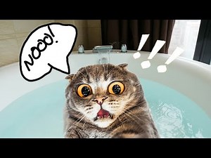 🤣 CATS will make you LAUGH YOUR HEAD OFF - Funny CAT compilation- Epic Cats Hate Falling in Water