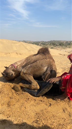 يجلس جمل على أرض صحراوية محروقة، وتسحب فتاة شيئًا أسود من بين ساقيها