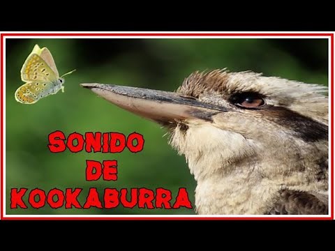 Sonido de kookaburra