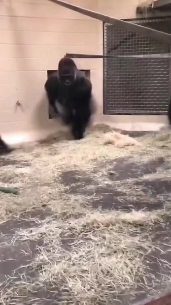 Norman Taylor on TikTok