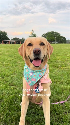 The biggest smile !! 🥹🩷 #happydog #joy #labradorretriever #happy #souldog