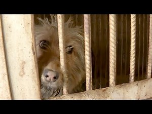 Shot Or Thrown Away: Stray Dogs In Central Asia Face Brutal Treatment