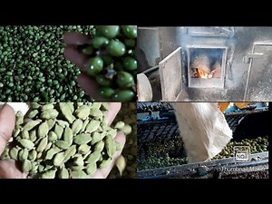 How to green cardamom Drying process/ Cardamom Drying machine/Cardamom Drying factory.