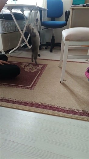 Kedicik#keşfet #animals #cat #cute #house #reels #music #türkü #shorts #views #amazing #kedi #doğa