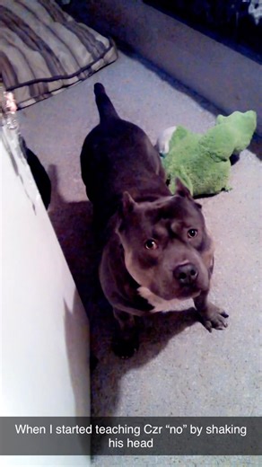 Where it all began! #dog #cutedog #cutevideo #talkingdog