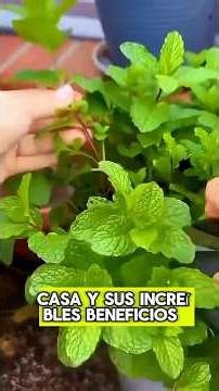 top 10 herbs you must have at home and their incredible benefits #healthyshorts #herbs #youtubesh...