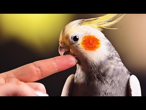 How to Stop Your Cockatiel from Biting? Check Out 10 Solutions to Avoid Being Bitten by a Cockatiel!