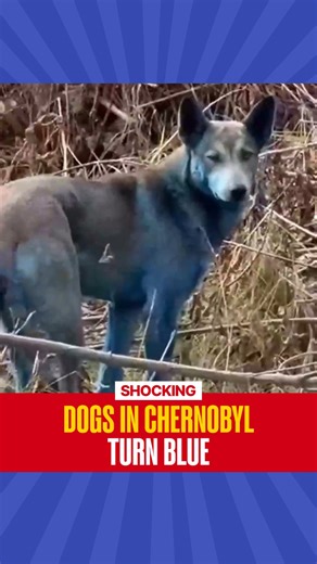 10K views · 67 reactions | A bizarre sight in Chernobyl Nuclear Plant Area, when stray dogs near the plant mysteriously appear with glowing bright blue fur, confusing scientists and locals. #straydogs I #chernobyl I #turnsblue I #ukraine I #RepublicWorld | Republic | Facebook
