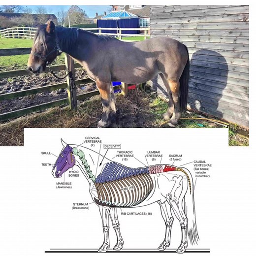 Did you know this about the horses anatomy? the first 8 ribs are classed as true ribs as they attach to the sternum via cartilage but the last 10 ribs attached via cartilage to the rib in front of them. so these are classes as flase ribs 🤔 #equine #equineanatomy #Learning
