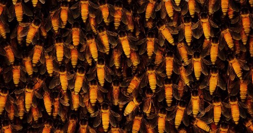 "Mad honey": The rare hallucinogen from the mountains of Nepal