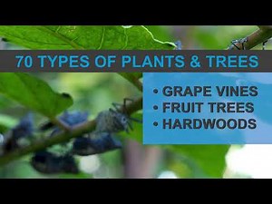 Spotted Lanternfly: Look Before You Leave