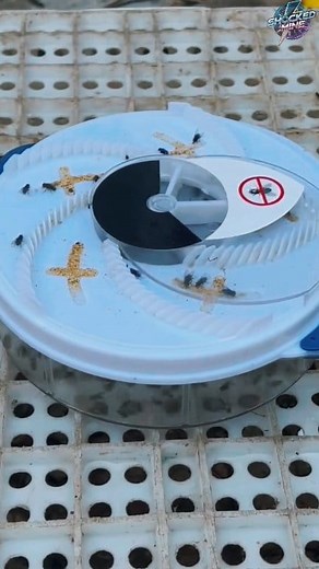 91K views · 322 reactions | Powerful Fly Trap #flytrap #gadgets #reelsvideo #trap #viral | Shocked Mine | Facebook