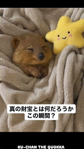 🐿️「真の財宝は探すものじゃない。気づくものだと思う。この瞬間みたいに。」#quokka #クオッカ #名言 #quotes #癒し動画