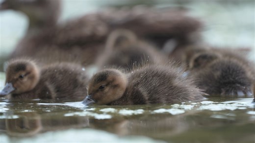 17K views · 774 reactions | Precious in so many ways  The Laysan...