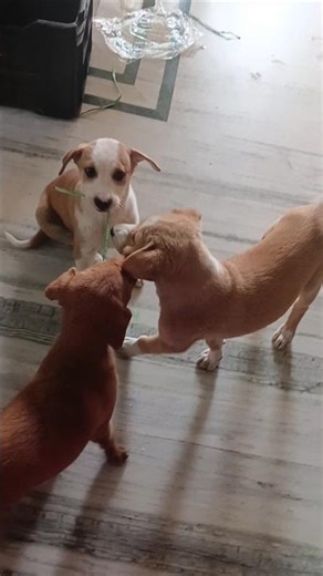 posto the cute baby #posto #cute #dog #pet #squirrel