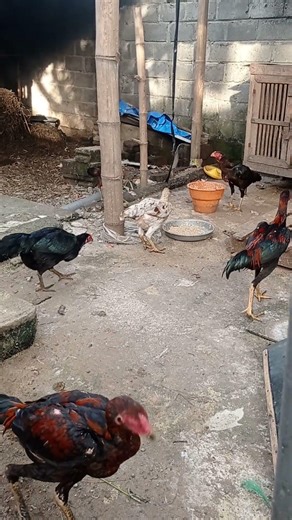 suasana sore di kandang 🦆🦆🐓🐓#entokjumbo #peternakrumahan #entoktronton #peternakrumahan #videoshort