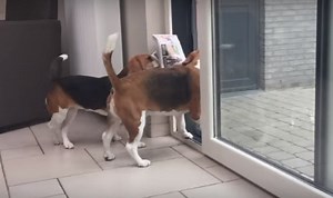 These Two Beagle Buddies Show Us Why You Should Get A Beagle!