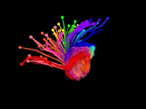 Organization of the cortico-thalamic connections