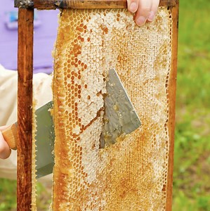 15K views · 23 reactions | Bee house building and honey harvesting! | Green Bean | Facebook