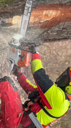 23K views · 1K reactions | Action蝹 Folgt gerne für mehr Content.蝹 [unbezahlte Werbung] #logging#logger#stihl#stihlchainsaws#treefelling#ms500i#chainsawman#ms | Steffen Aulenbach | Facebook