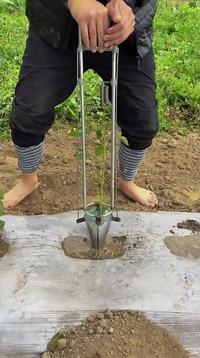 🌱 Farmer Uses a Strange Tool to Plant Seedlings Faster! 🤯