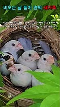 [취미생활] 옥상정원에서 새 기르기/ 비오는 날 평온한 둥지 안의 백 십자매 가족