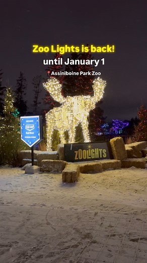 89K views · 472 reactions | Zoo Lights is back and brighter than ever! ✨ From November 21 to January 1, enjoy the dazzling light displays, engaging activities and tasty treats creating a magical night full of festivities at Assiniboine Park Zoo. Explore and make your way out of the light maze, play games at the outdoor arcade or take photos with Santa! Want more information? Click here: https://bit.ly/3JoPKkH | Visit Winnipeg | Facebook