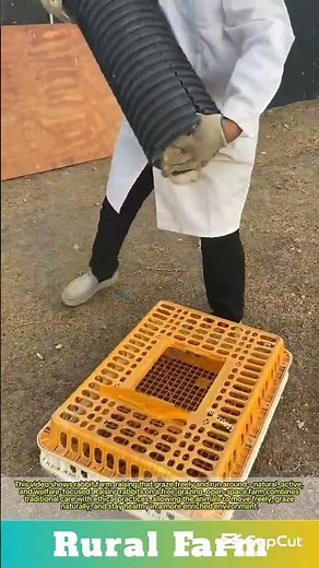 Rabbit farm: raising that graze freely and run around